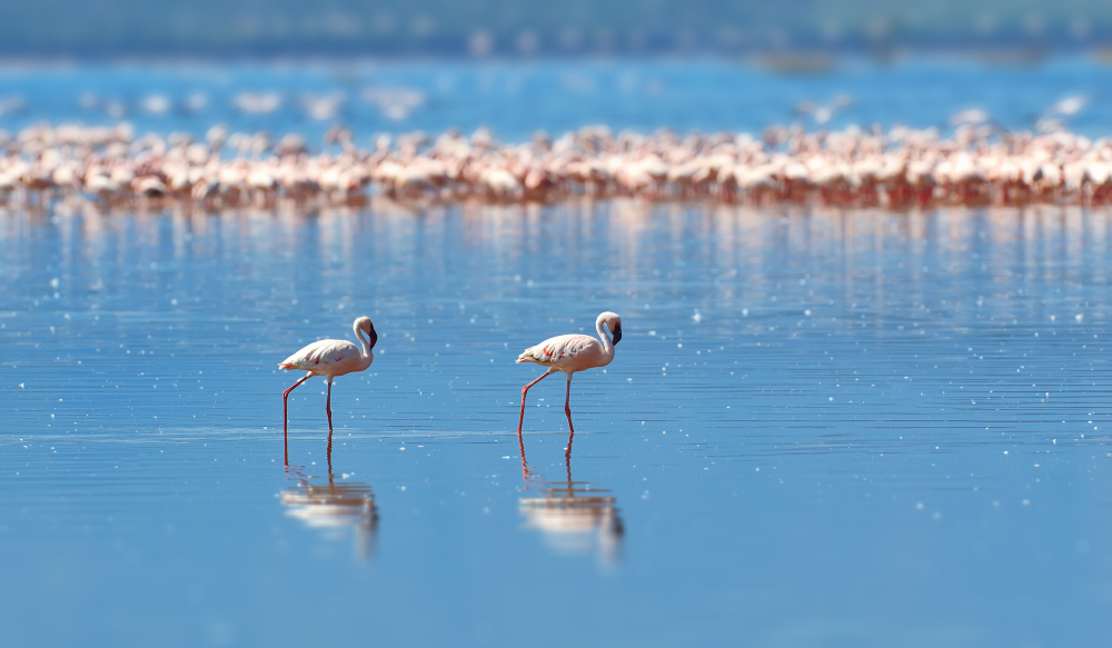 Flamants roses dans les eaux de Camargue